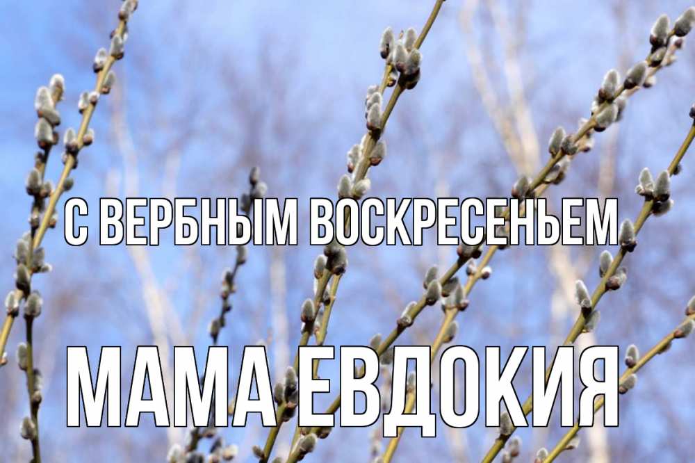 Открытка на каждый день с именем, Мама-Евдокия С вербным воскресеньем верба Прикольная открытка с пожеланием онлайн скачать бесплатно 