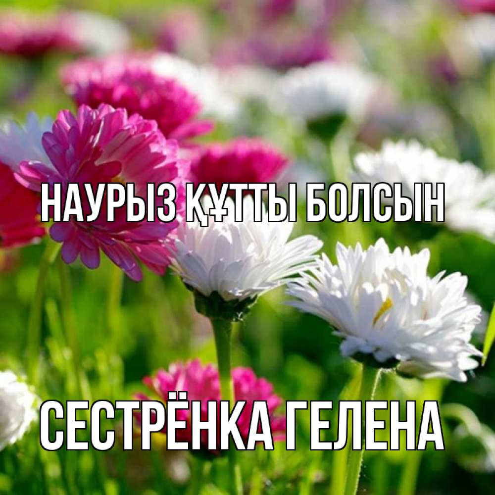 Открытка на каждый день с именем, Сестрёнка-Гелена Наурыз құтты болсын наурыз Прикольная открытка с пожеланием онлайн скачать бесплатно 