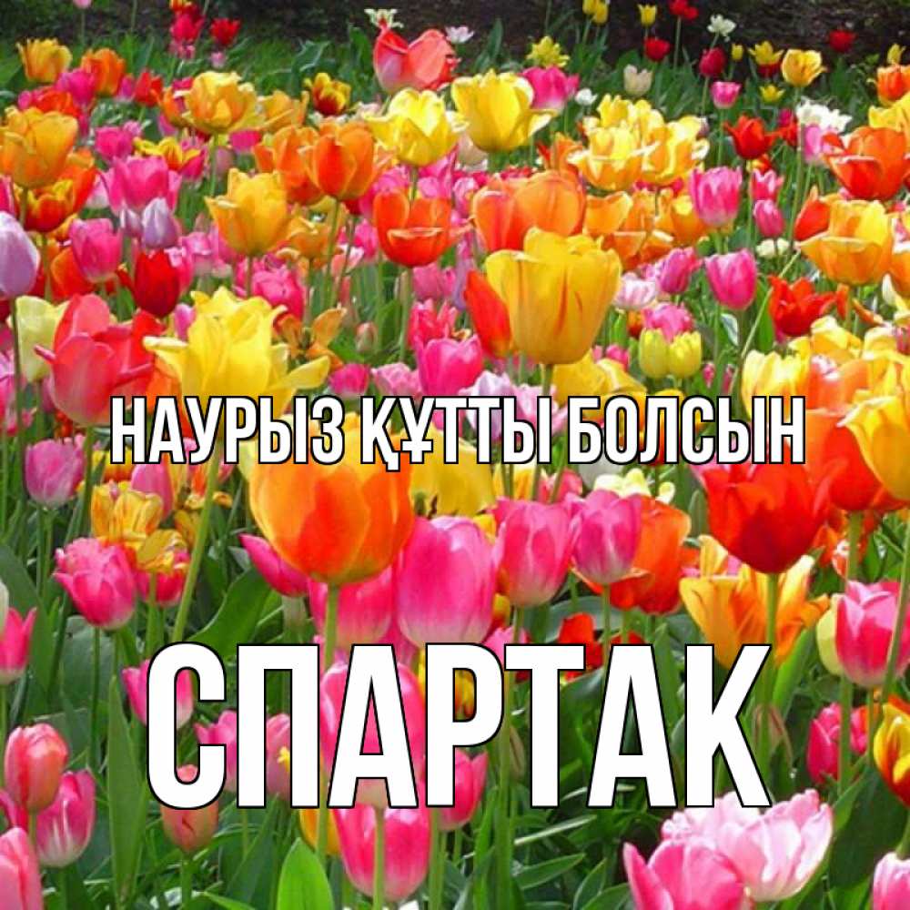 Открытка на каждый день с именем, Спартак Наурыз құтты болсын на наурыз  ура ура Прикольная открытка с пожеланием онлайн скачать бесплатно 