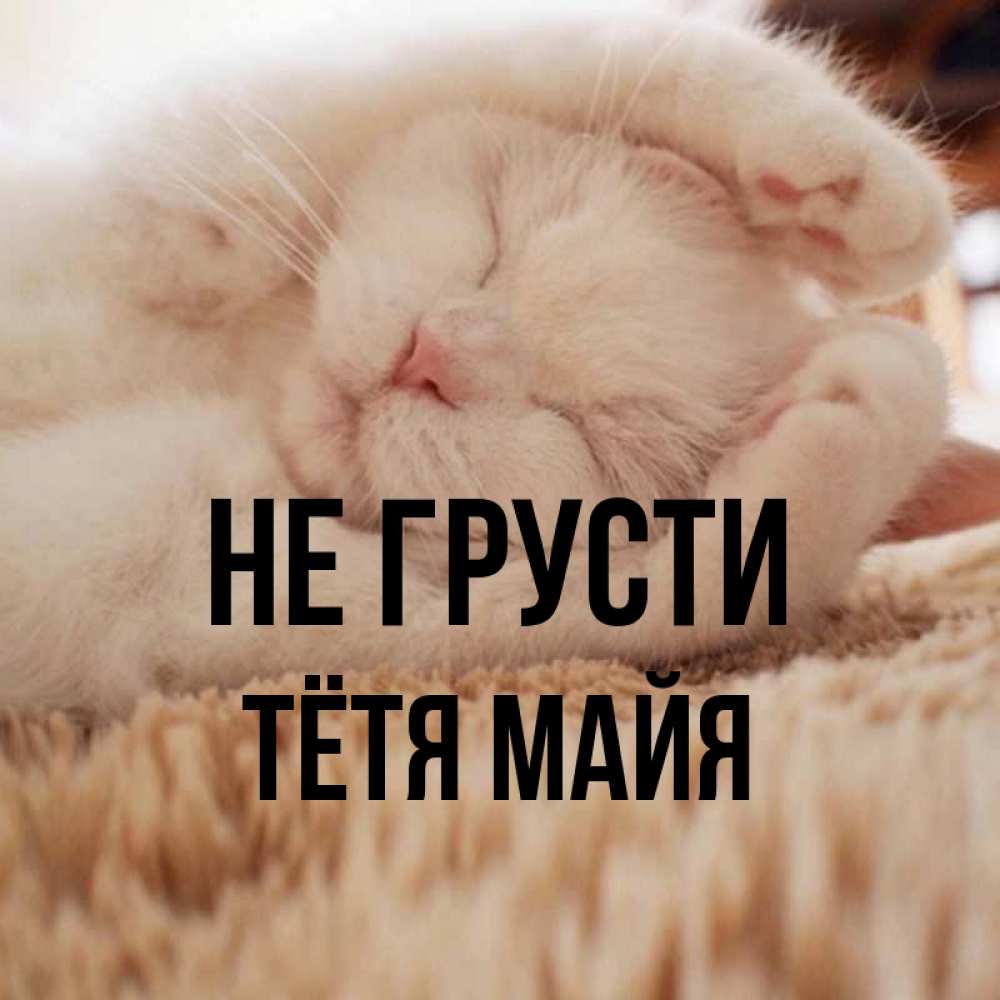Открытка на каждый день с именем, Тётя-Майя Не грусти Котенок спит Прикольная открытка с пожеланием онлайн скачать бесплатно 