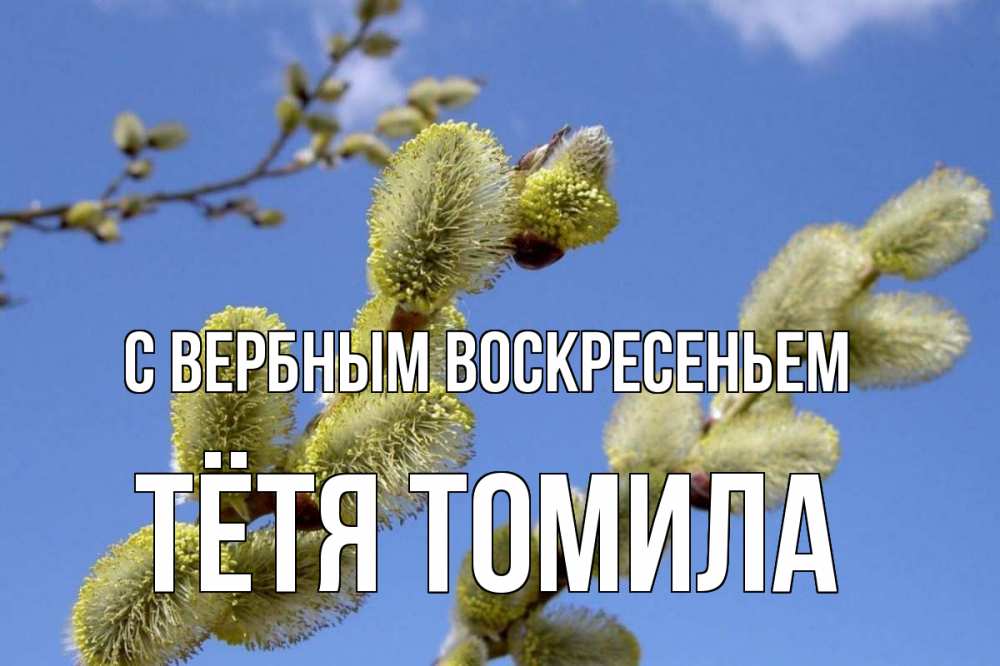 Открытка на каждый день с именем, Тётя-Томила С вербным воскресеньем верба Прикольная открытка с пожеланием онлайн скачать бесплатно 