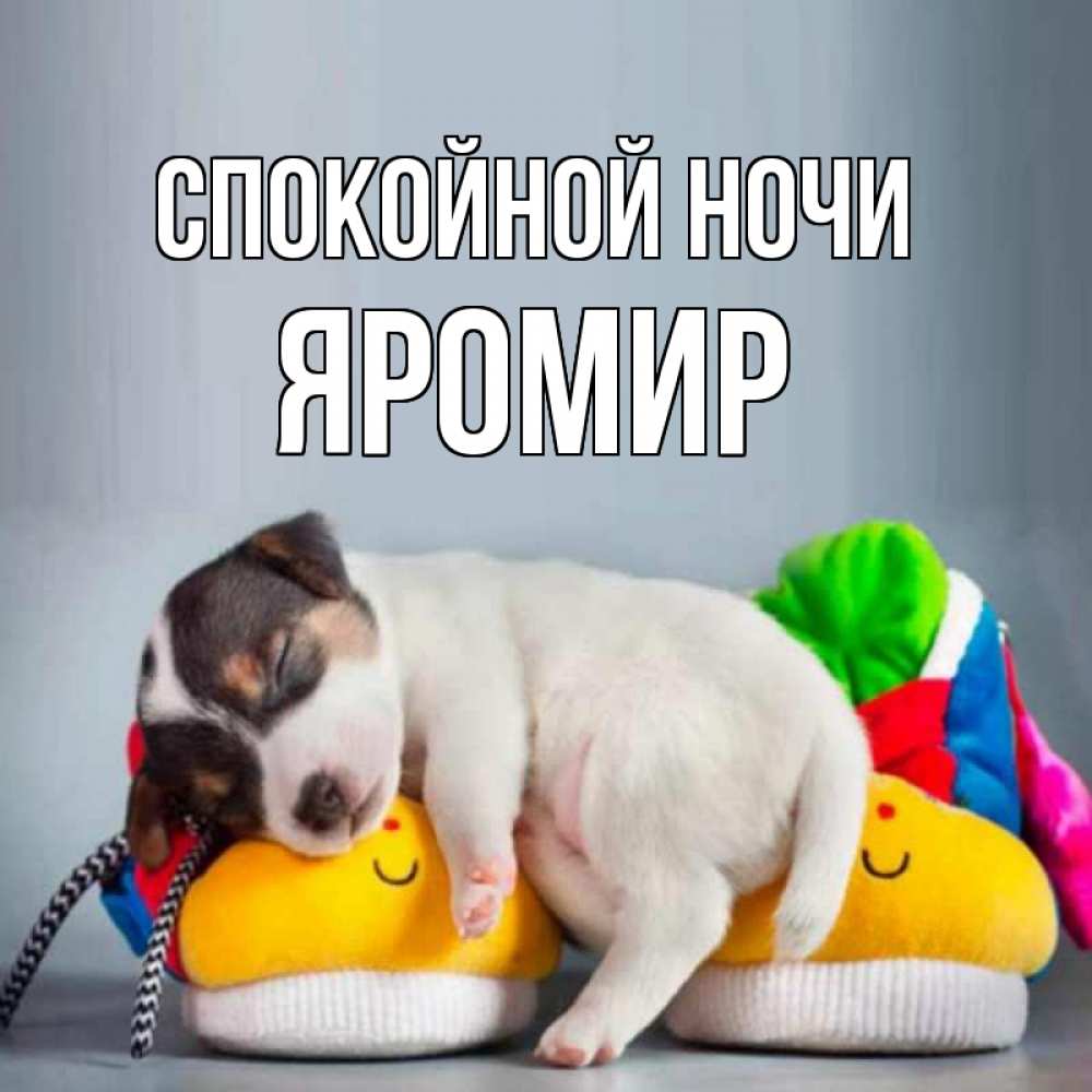 Открытка на каждый день с именем, Яромир Спокойной ночи собачка Прикольная открытка с пожеланием онлайн скачать бесплатно 