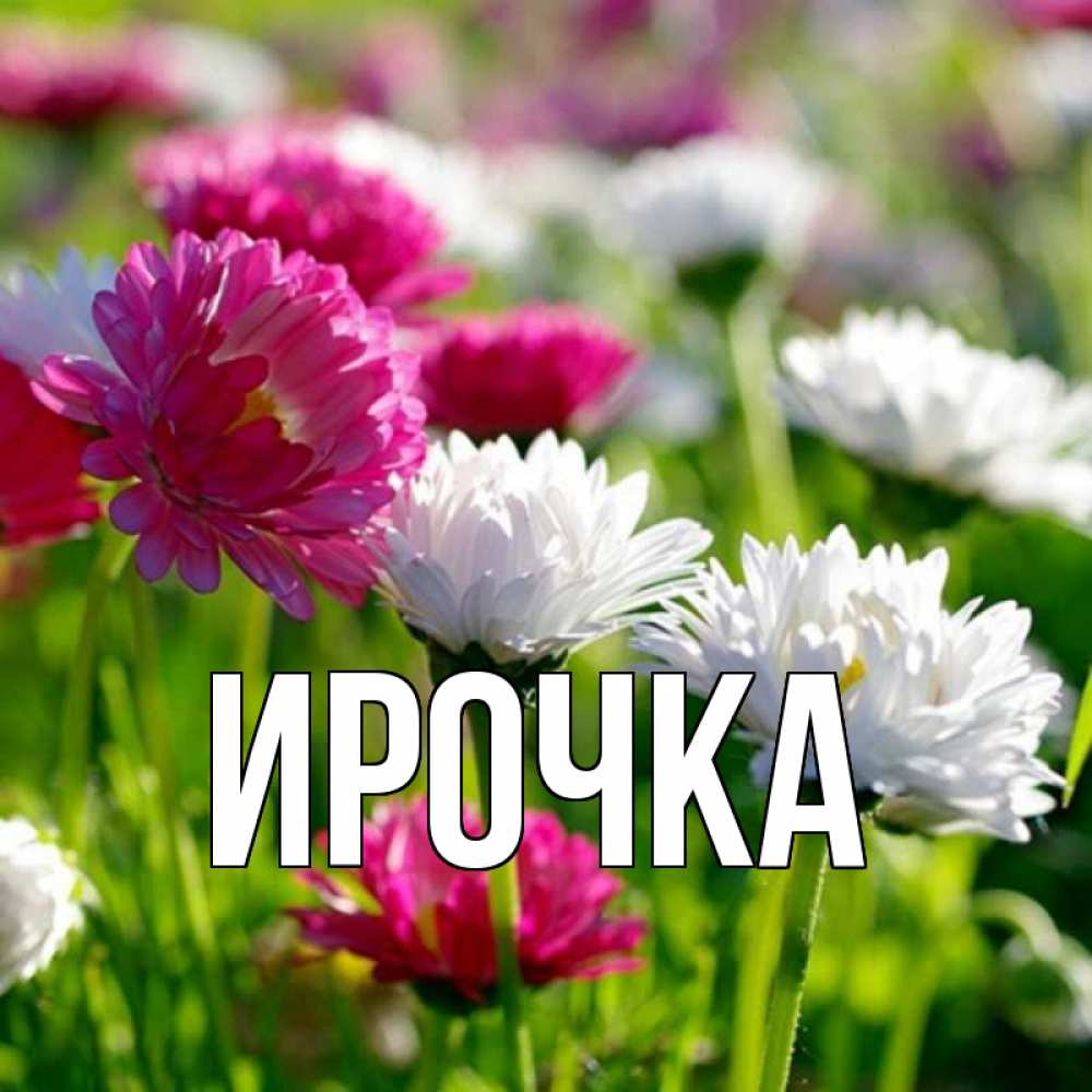 Открытка на каждый день с именем, ирочка Главная праздник весны наурыз красота Прикольная открытка с пожеланием онлайн скачать бесплатно 