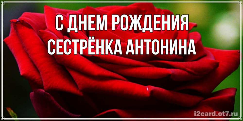 Открытка на каждый день с именем, Сестрёнка-Антонина С днем рождения розочка очень красивая Прикольная открытка с пожеланием онлайн скачать бесплатно 