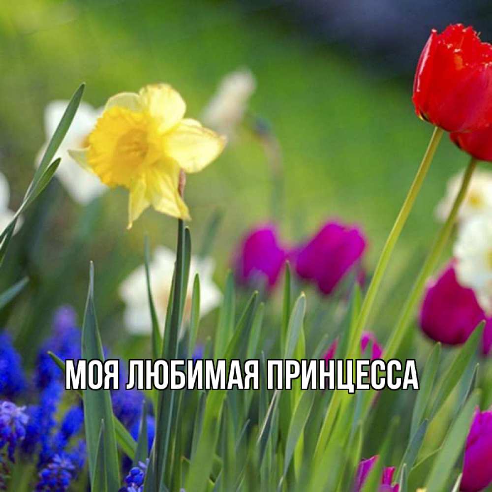 Картинка  с именем , Моя Любимая Принцесса