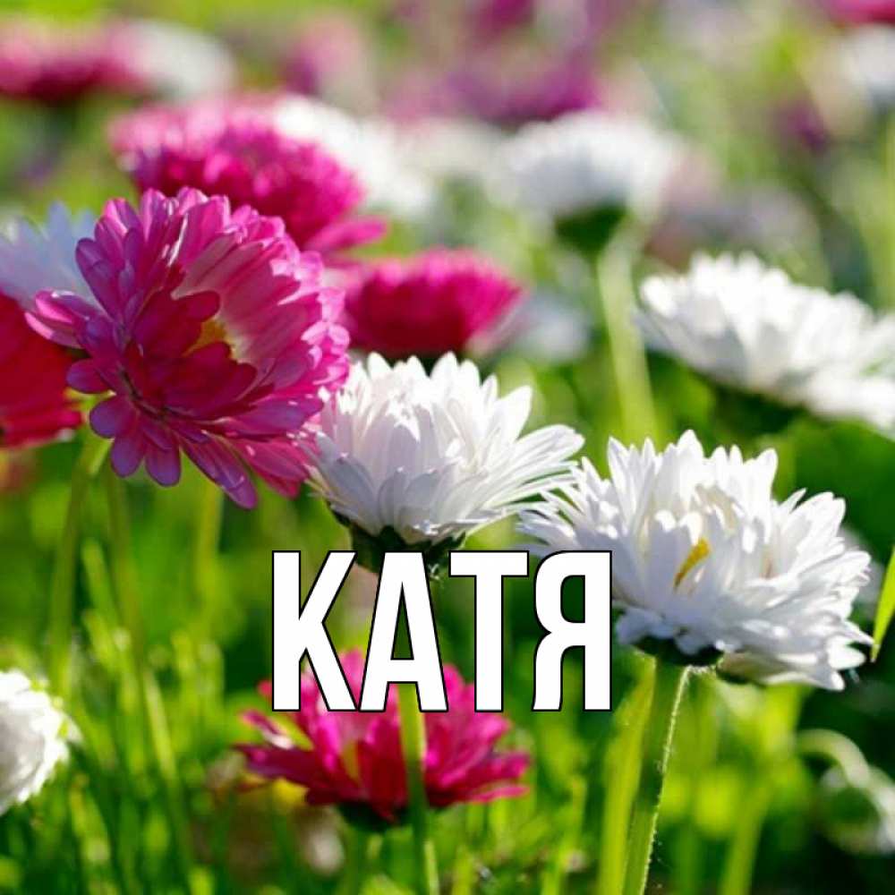 Открытка на каждый день с именем, Катя Главная международный женский день 1 Прикольная открытка с пожеланием онлайн скачать бесплатно 