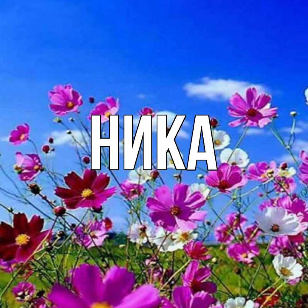 Ника открытка
