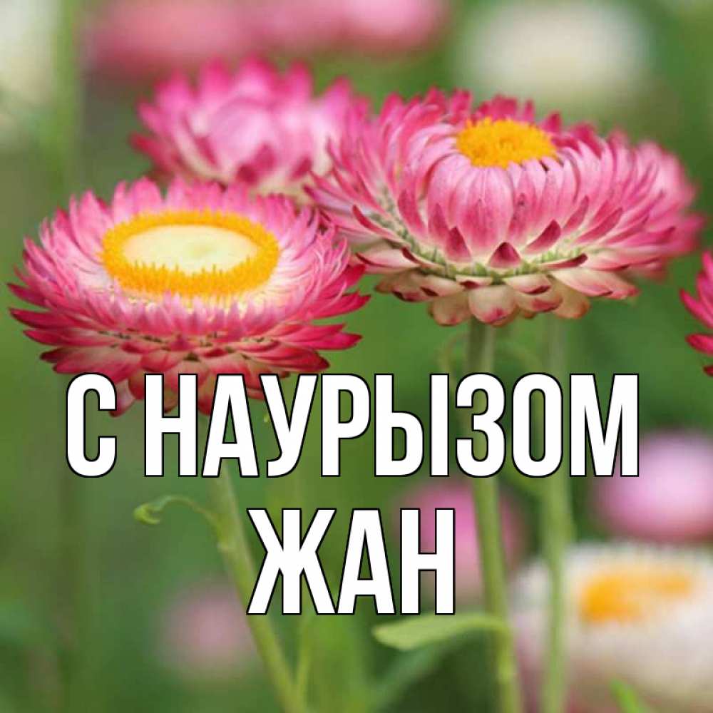 Открытка на каждый день с именем, Жан С наурызом подарок на международный женский день Прикольная открытка с пожеланием онлайн скачать бесплатно 