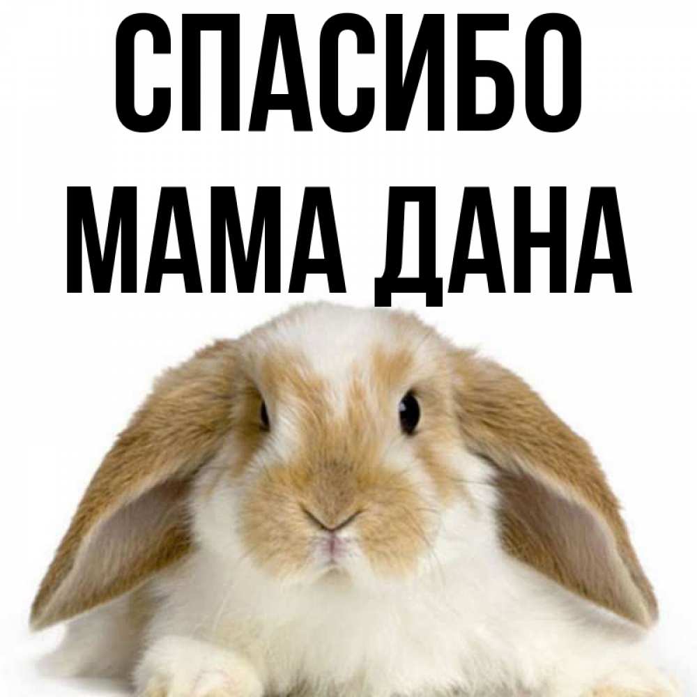 Открытка на каждый день с именем, Мама-Дана Спасибо коричнево белый заяц Прикольная открытка с пожеланием онлайн скачать бесплатно 