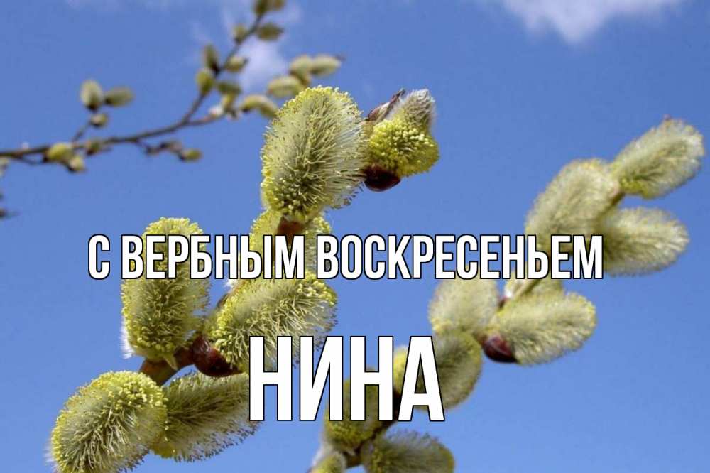 Открытка на каждый день с именем, Нина С вербным воскресеньем верба Прикольная открытка с пожеланием онлайн скачать бесплатно 