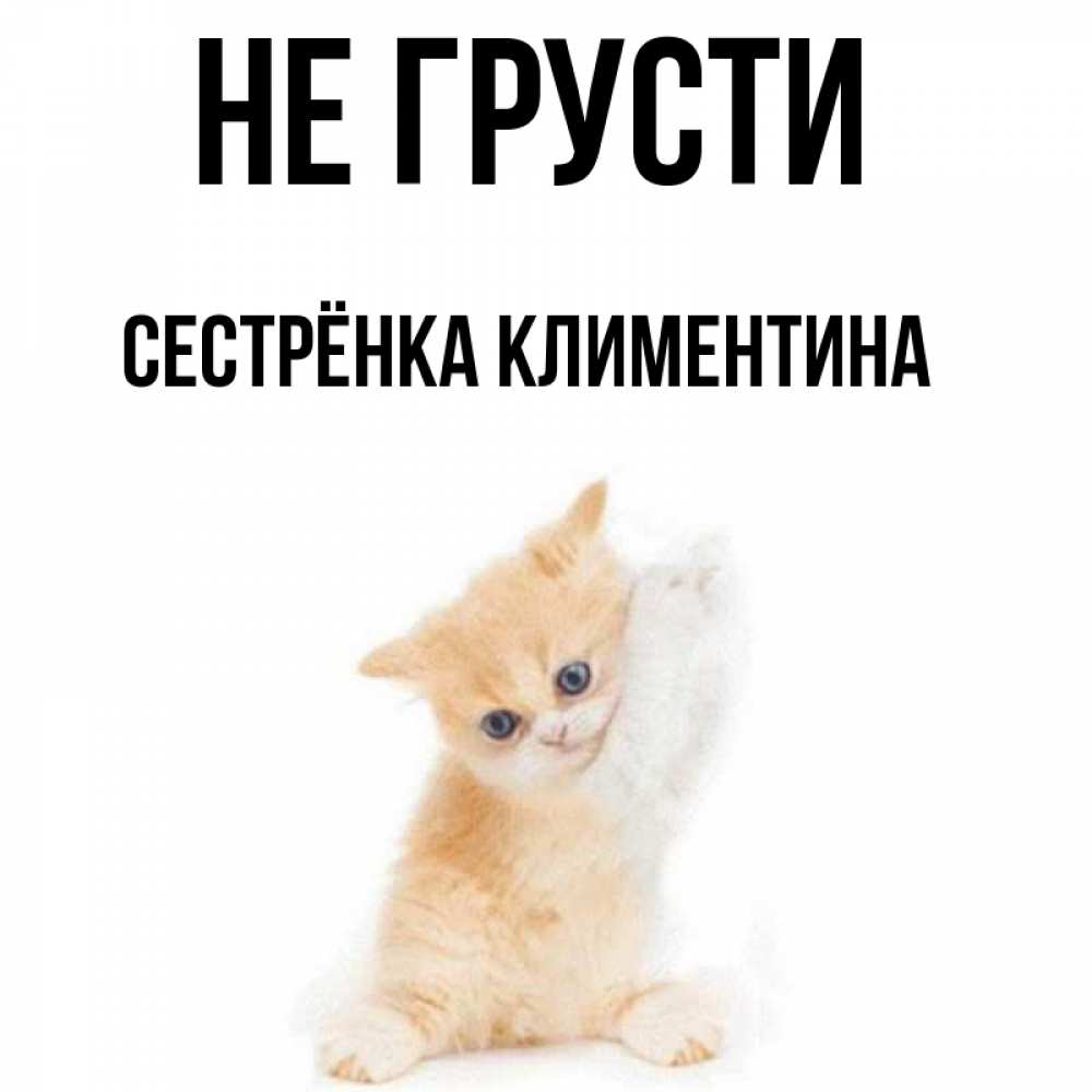 Открытка на каждый день с именем, Сестрёнка-Климентина Не грусти просящий кот Прикольная открытка с пожеланием онлайн скачать бесплатно 
