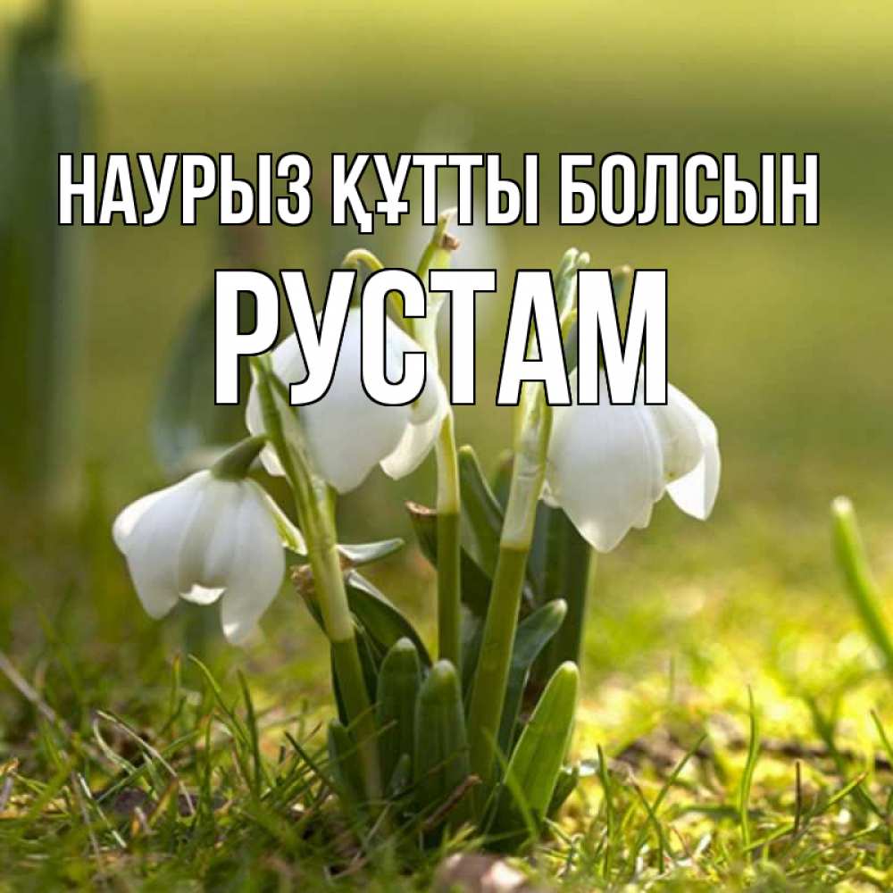 Открытка на каждый день с именем, Рустам Наурыз құтты болсын ранние цветы 2 Прикольная открытка с пожеланием онлайн скачать бесплатно 
