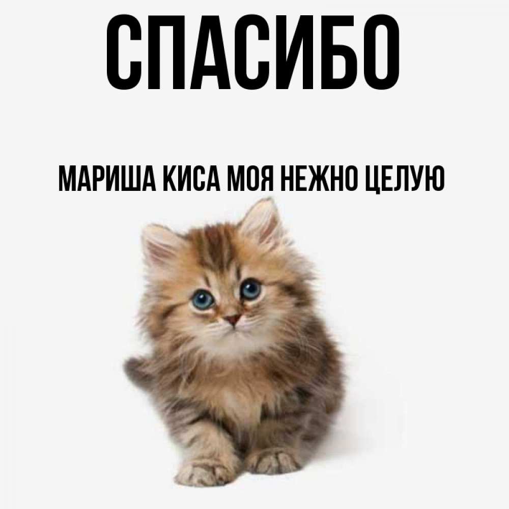 Картинки люблю тебя киса моя
