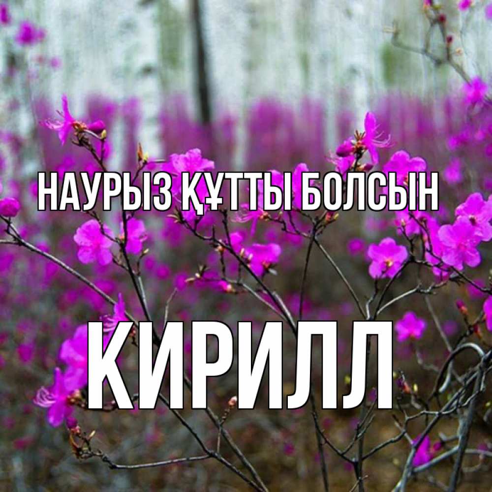 Открытка на каждый день с именем, Кирилл Наурыз құтты болсын дикие цветы Прикольная открытка с пожеланием онлайн скачать бесплатно 