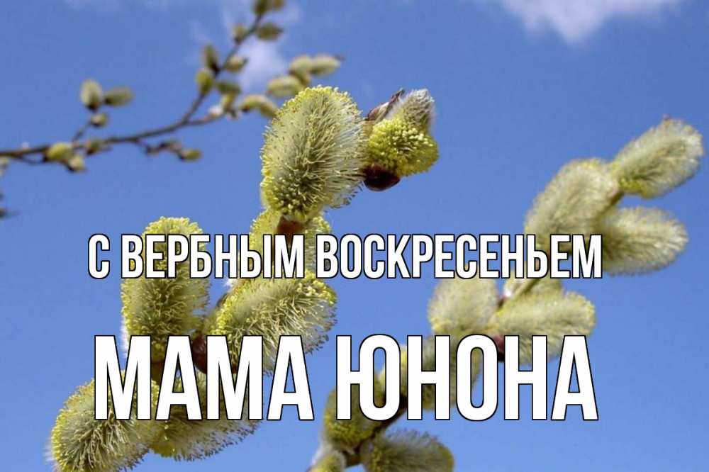 Открытка на каждый день с именем, Мама-Юнона С вербным воскресеньем верба Прикольная открытка с пожеланием онлайн скачать бесплатно 