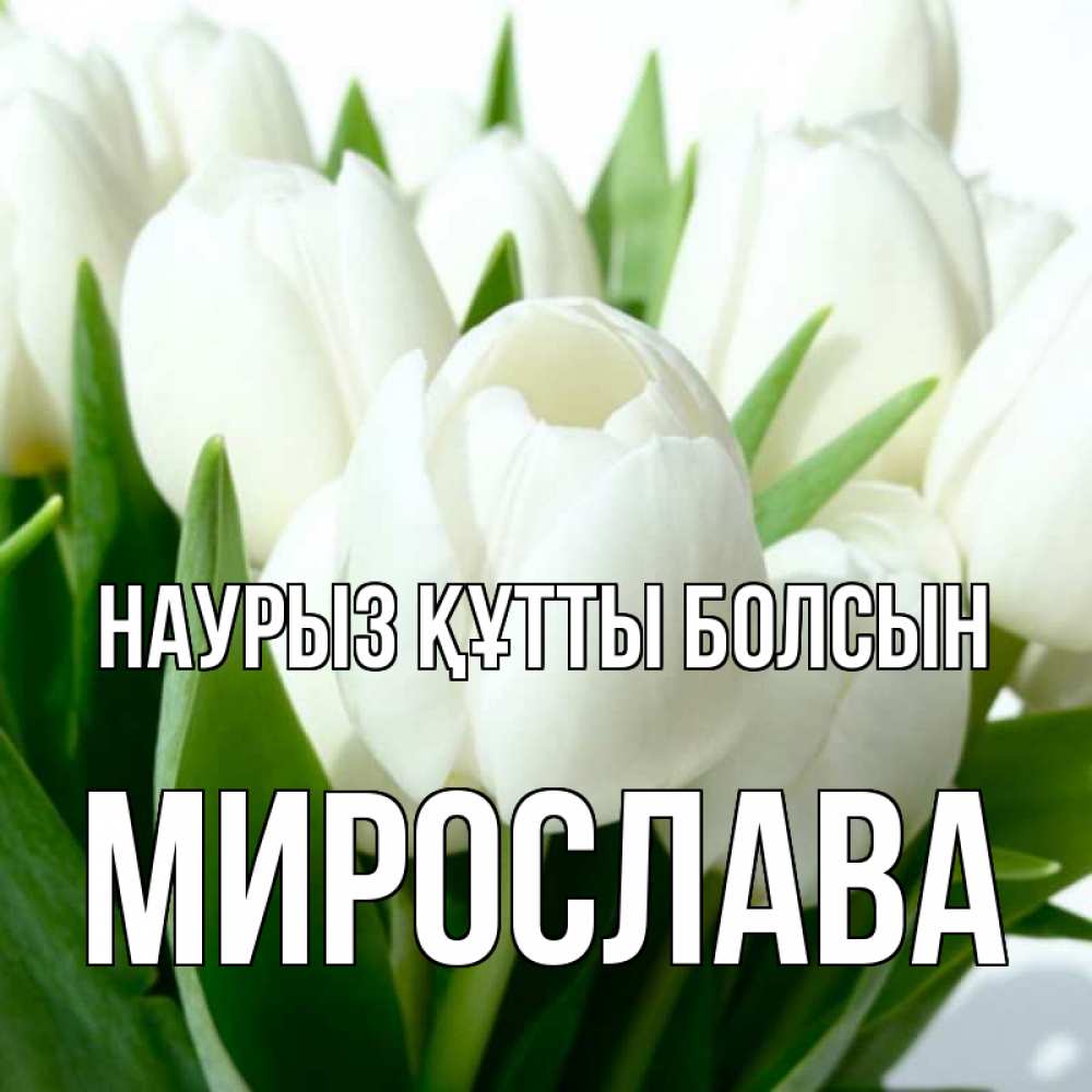Открытка на каждый день с именем, Мирослава Наурыз құтты болсын цветы Прикольная открытка с пожеланием онлайн скачать бесплатно 