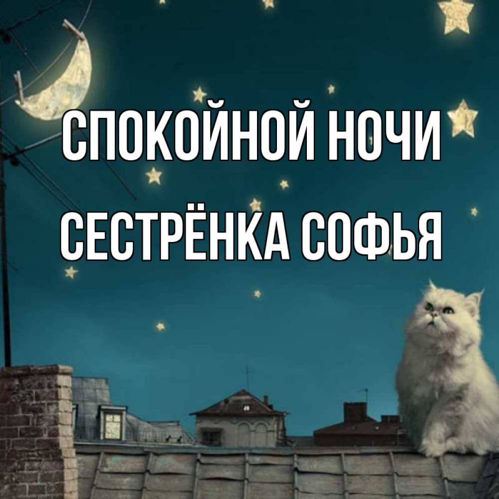 Открытка на каждый день с именем, Сестрёнка-Софья Спокойной ночи белый кот сидит на крыше Прикольная открытка с пожеланием онлайн скачать бесплатно 