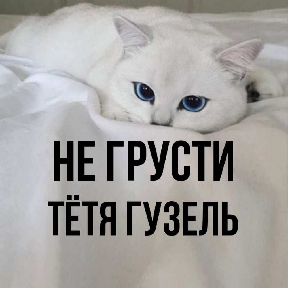 Открытка на каждый день с именем, Тётя-Гузель Не грусти Голубоглазая кошка Прикольная открытка с пожеланием онлайн скачать бесплатно 