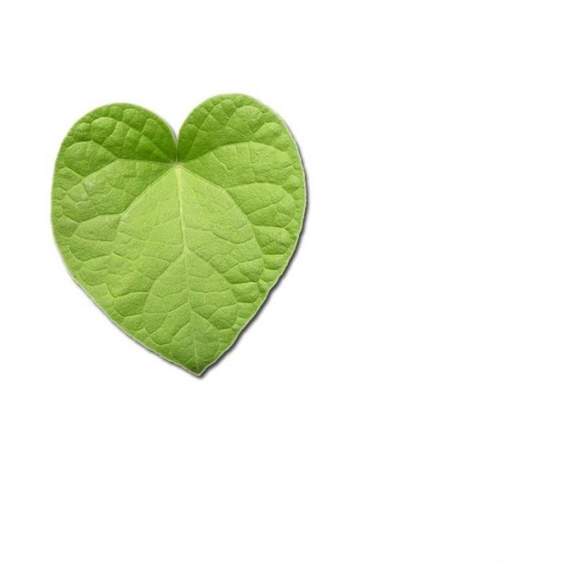 Открытка зеленый лист  тебе  Я тебя люблю 