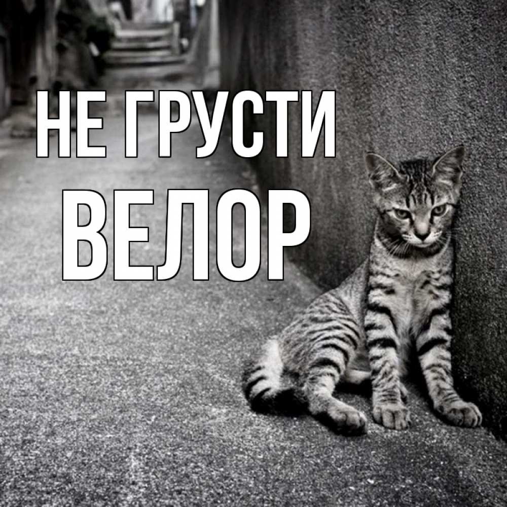 Открытка на каждый день с именем, Велор Не грусти скучающий котик Прикольная открытка с пожеланием онлайн скачать бесплатно 