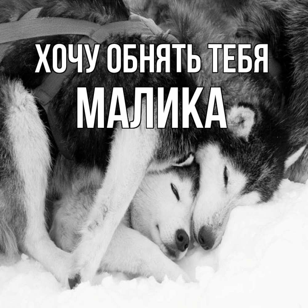 Открытка на каждый день с именем, Малика Хочу обнять тебя собачки в упряжке Прикольная открытка с пожеланием онлайн скачать бесплатно 