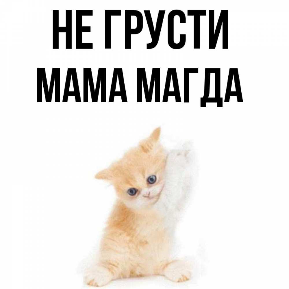 Открытка на каждый день с именем, Мама-Магда Не грусти просящий кот Прикольная открытка с пожеланием онлайн скачать бесплатно 