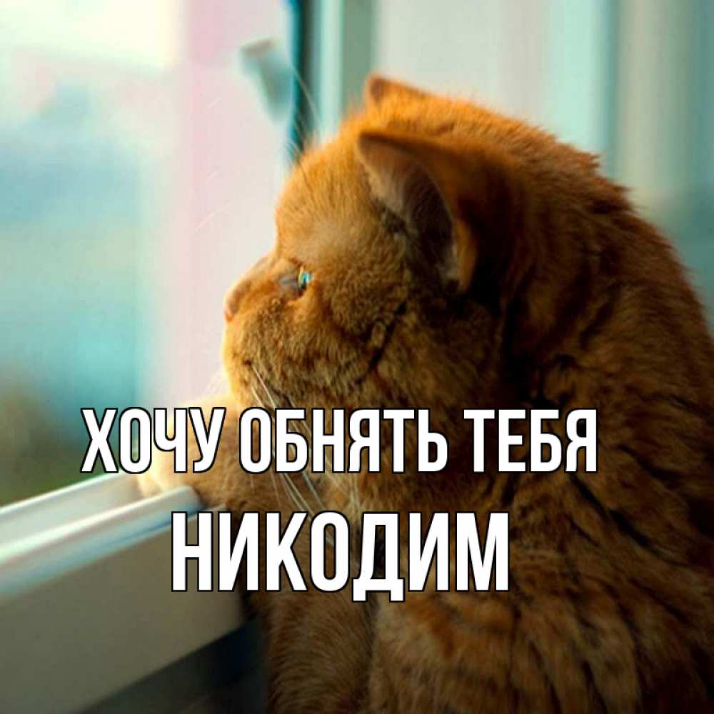 Открытка на каждый день с именем, Никодим Хочу обнять тебя большой огромный рыжий котяра Прикольная открытка с пожеланием онлайн скачать бесплатно 