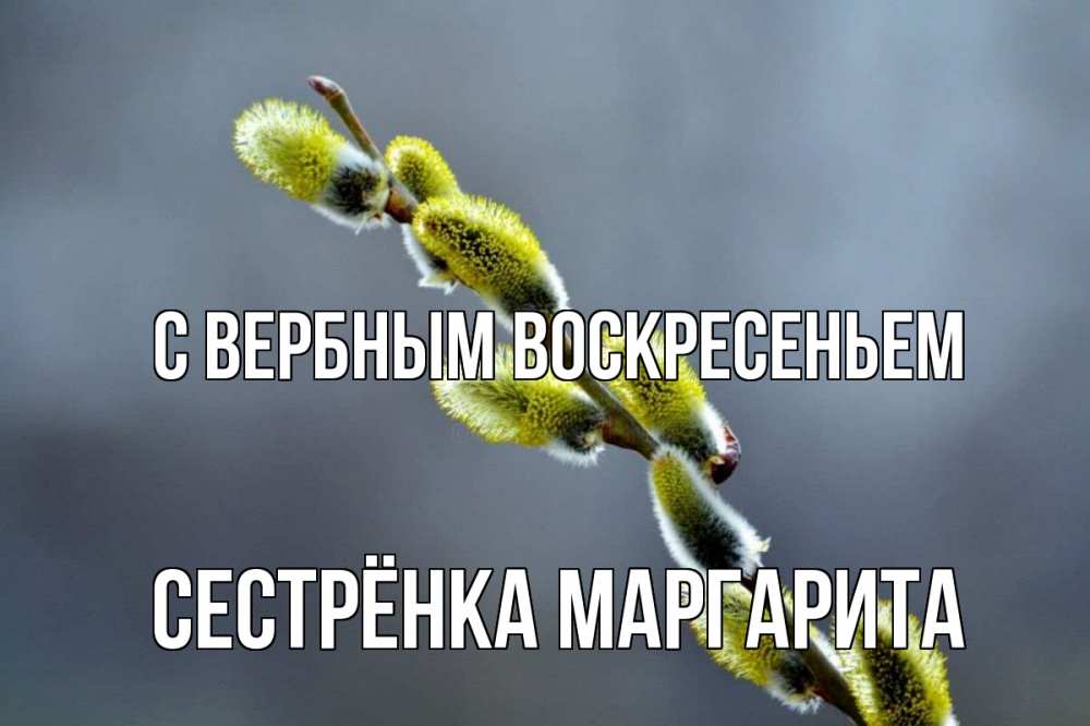Открытка на каждый день с именем, Сестрёнка-Маргарита С вербным воскресеньем верба Прикольная открытка с пожеланием онлайн скачать бесплатно 