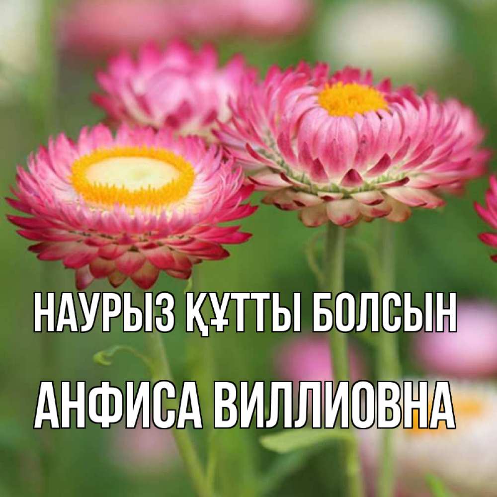 Открытка с именем, Анфиса Виллиовна, Наурыз құтты болсын