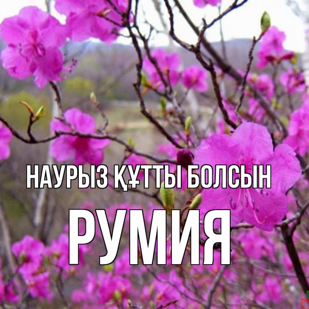 Открытка на каждый день с именем, Румия Наурыз құтты болсын наурыз мейрамы кутты болсын Прикольная открытка с пожеланием онлайн скачать бесплатно 