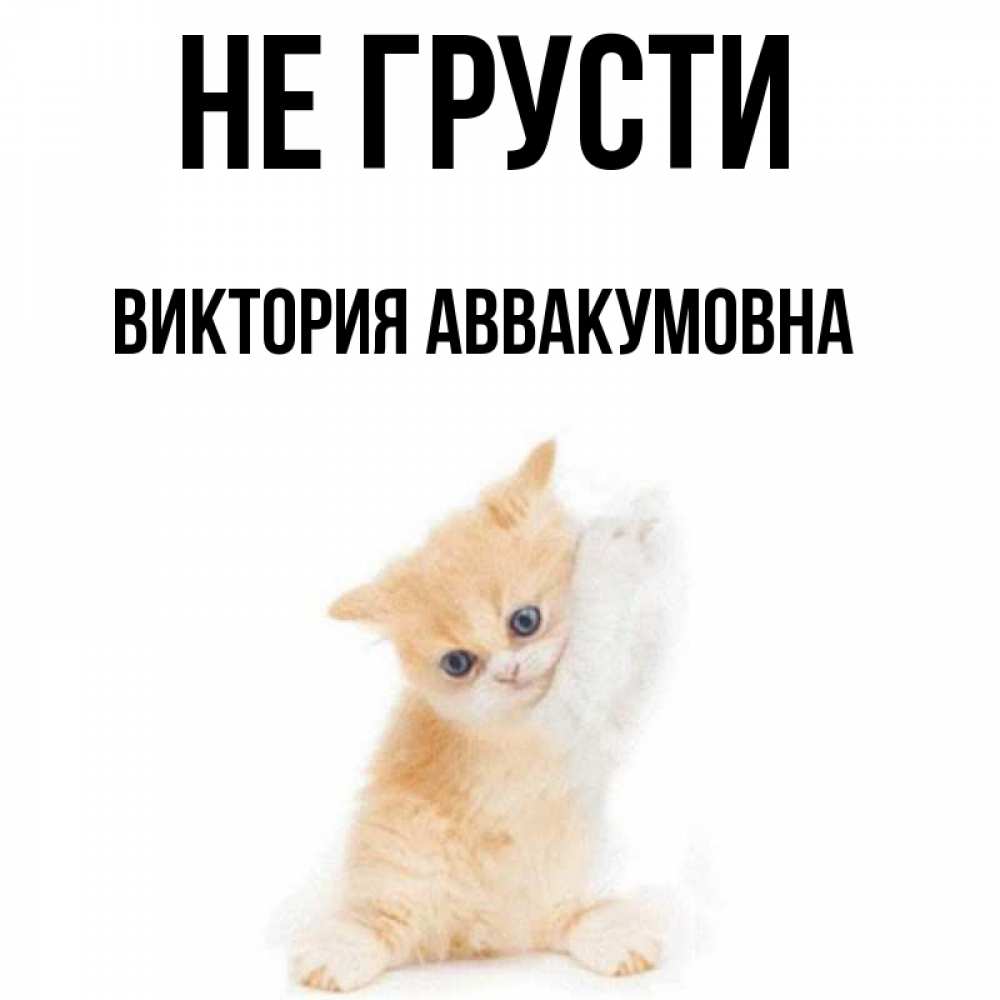 Открытка на каждый день с именем, Виктория-Аввакумовна Не грусти просящий кот Прикольная открытка с пожеланием онлайн скачать бесплатно 