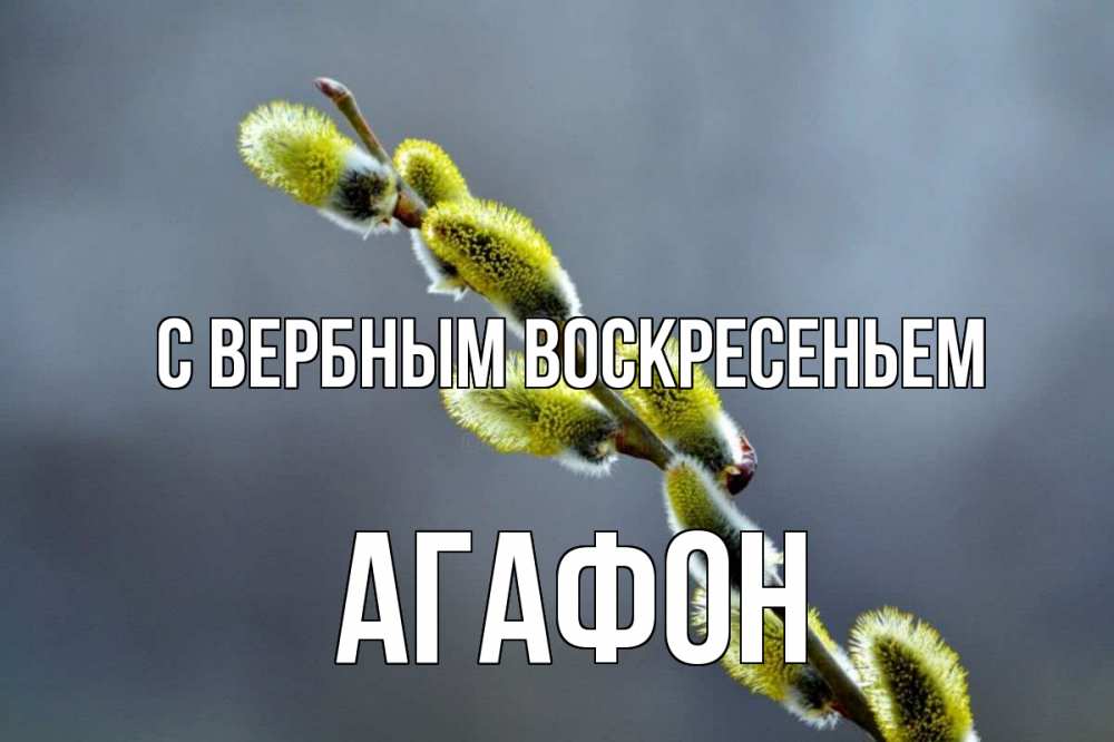 Открытка на каждый день с именем, Агафон С вербным воскресеньем верба Прикольная открытка с пожеланием онлайн скачать бесплатно 