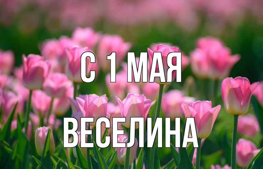 Открытка на каждый день с именем, Веселина С 1 мая С 1 мая Прикольная открытка с пожеланием онлайн скачать бесплатно 