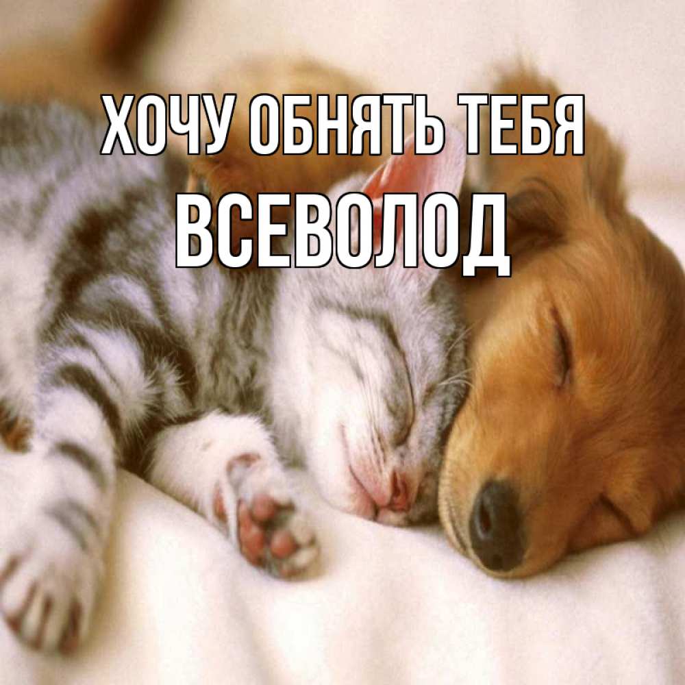 Открытка на каждый день с именем, Всеволод Хочу обнять тебя пес и котенок Прикольная открытка с пожеланием онлайн скачать бесплатно 