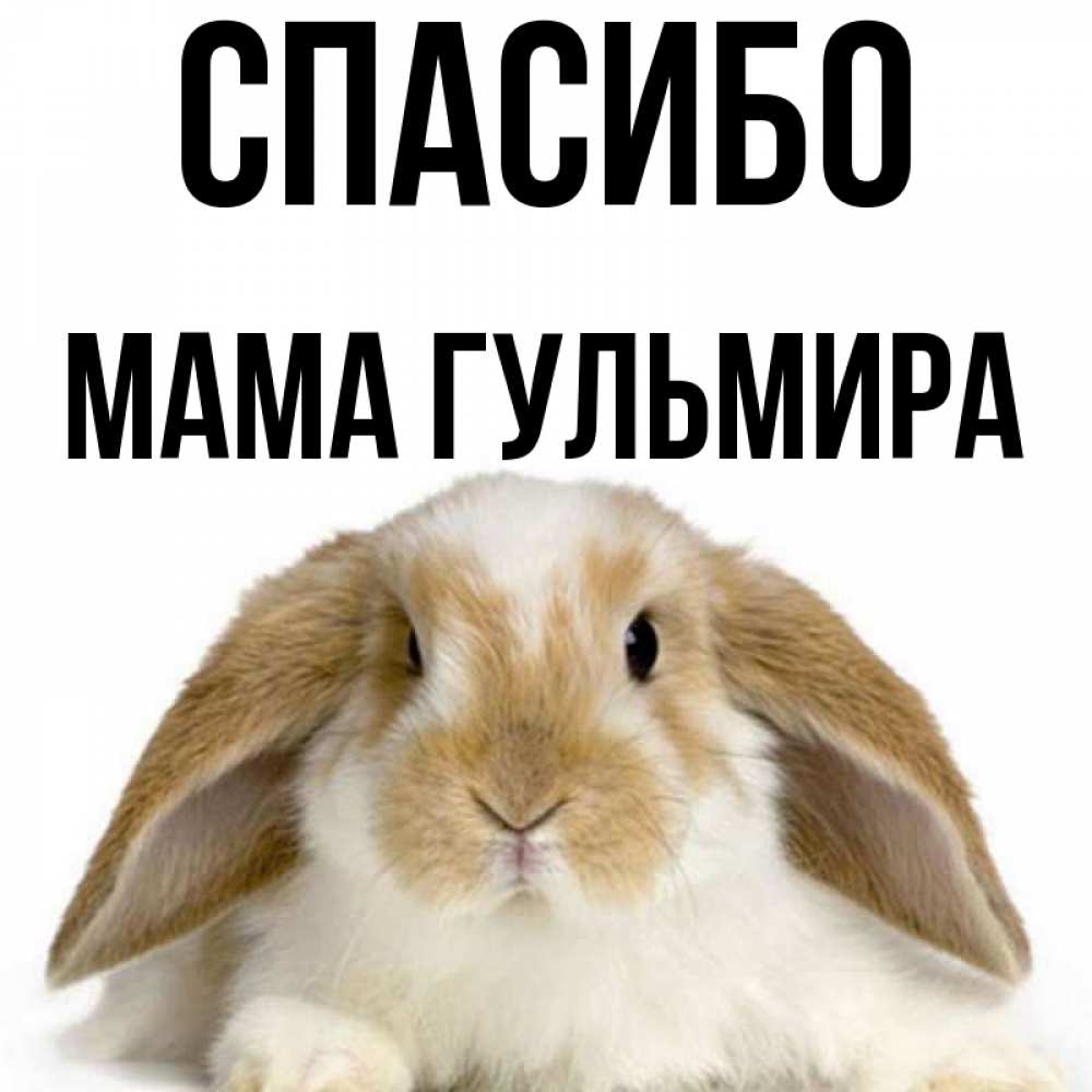 Открытка на каждый день с именем, Мама-Гульмира Спасибо коричнево белый заяц Прикольная открытка с пожеланием онлайн скачать бесплатно 