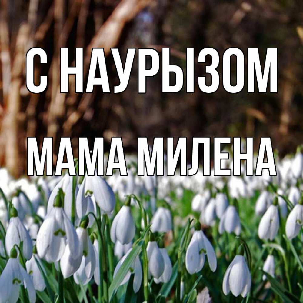 Открытка на каждый день с именем, Мама-Милена С наурызом с подснежниками 1 Прикольная открытка с пожеланием онлайн скачать бесплатно 
