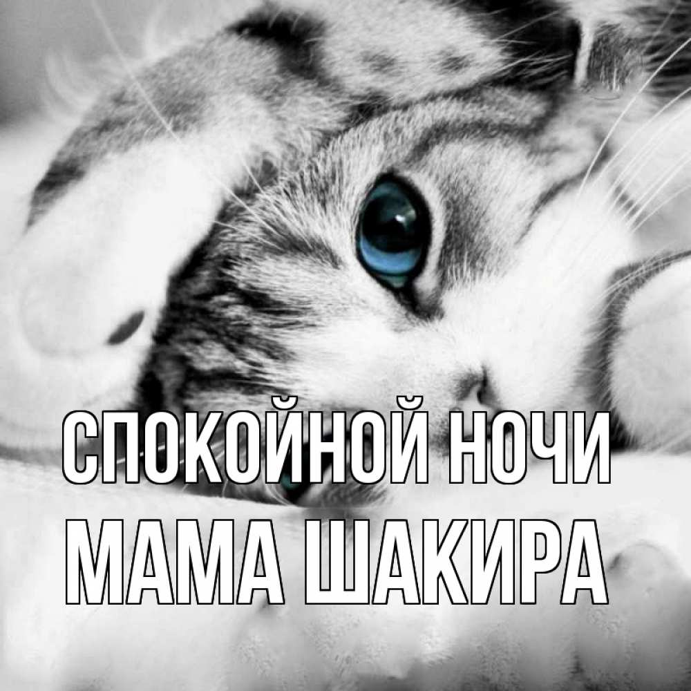 Открытка на каждый день с именем, Мама-Шакира Спокойной ночи кот устал Прикольная открытка с пожеланием онлайн скачать бесплатно 