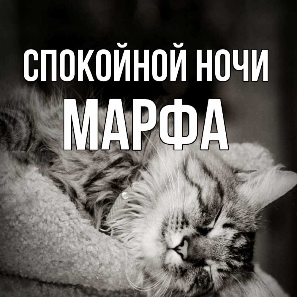 Открытка на каждый день с именем, Марфа Спокойной ночи котярик пушистый Прикольная открытка с пожеланием онлайн скачать бесплатно 