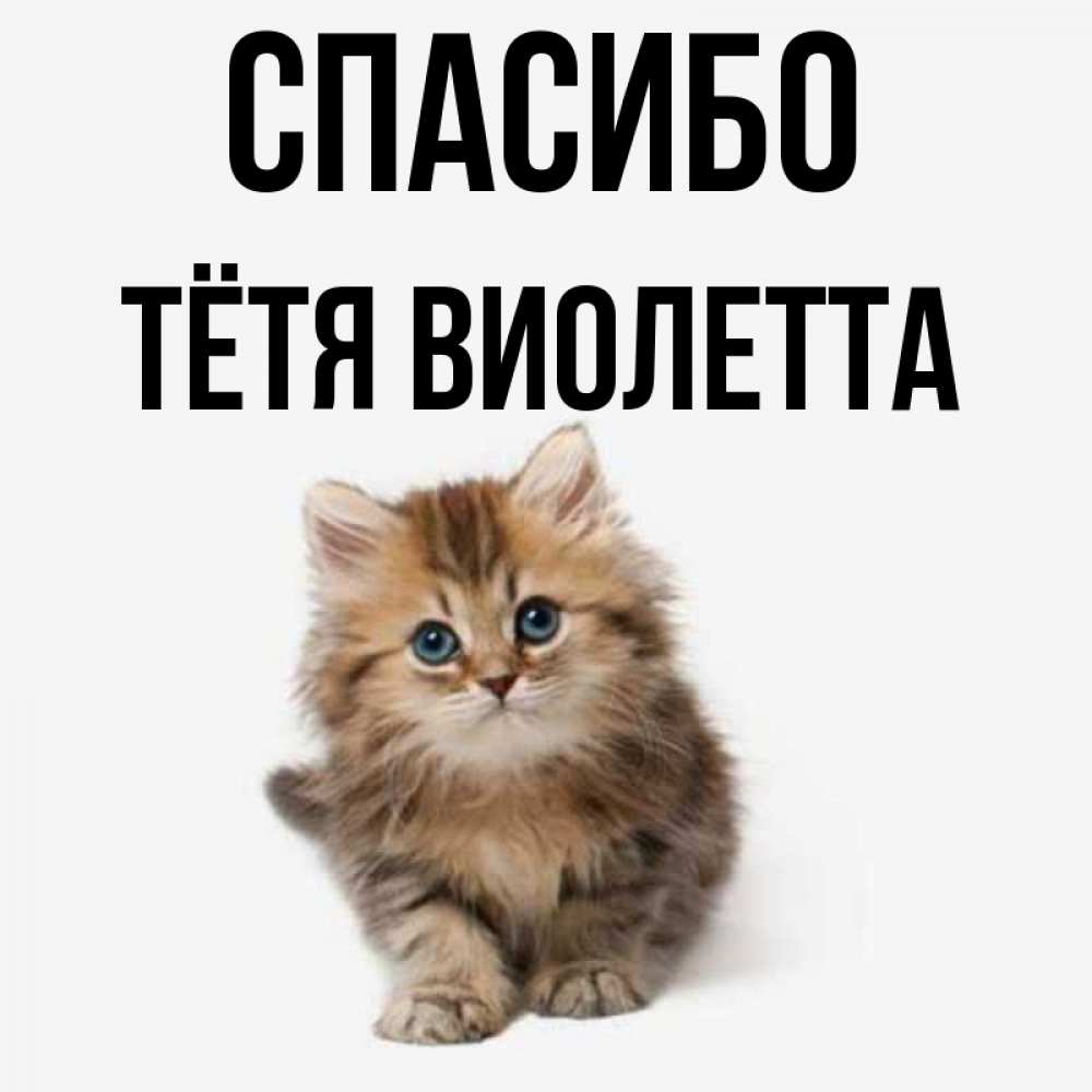 Открытка на каждый день с именем, Тётя-Виолетта Спасибо пушистый котик Прикольная открытка с пожеланием онлайн скачать бесплатно 