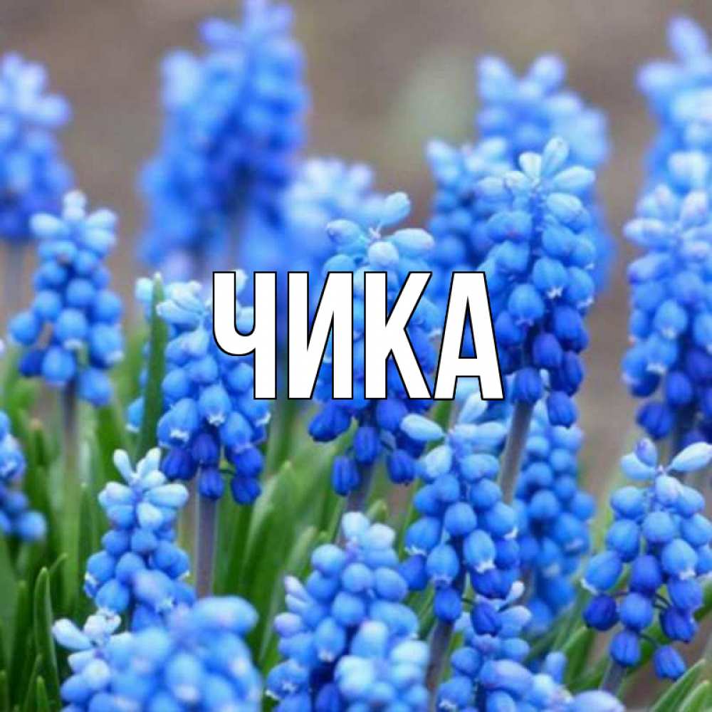 Открытка на каждый день с именем, Чика Главная Поздравительная открытка для женщин с цветами на праздничную дату Прикольная открытка с пожеланием онлайн скачать бесплатно 