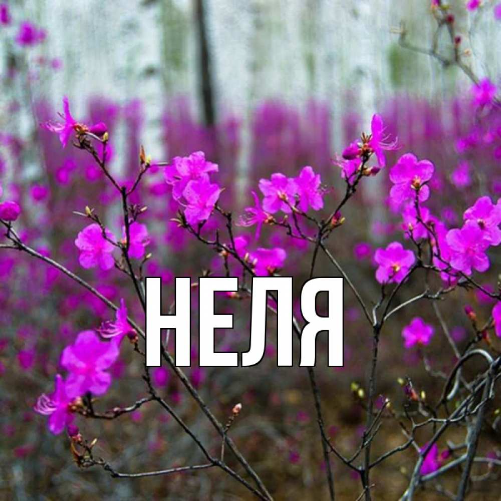 Имя неля