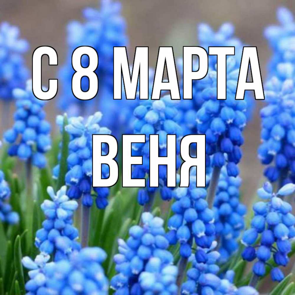 Открытка на каждый день с именем, Веня С 8 марта Поздравительная открытка для женщин с цветами на праздничную дату Прикольная открытка с пожеланием онлайн скачать бесплатно 