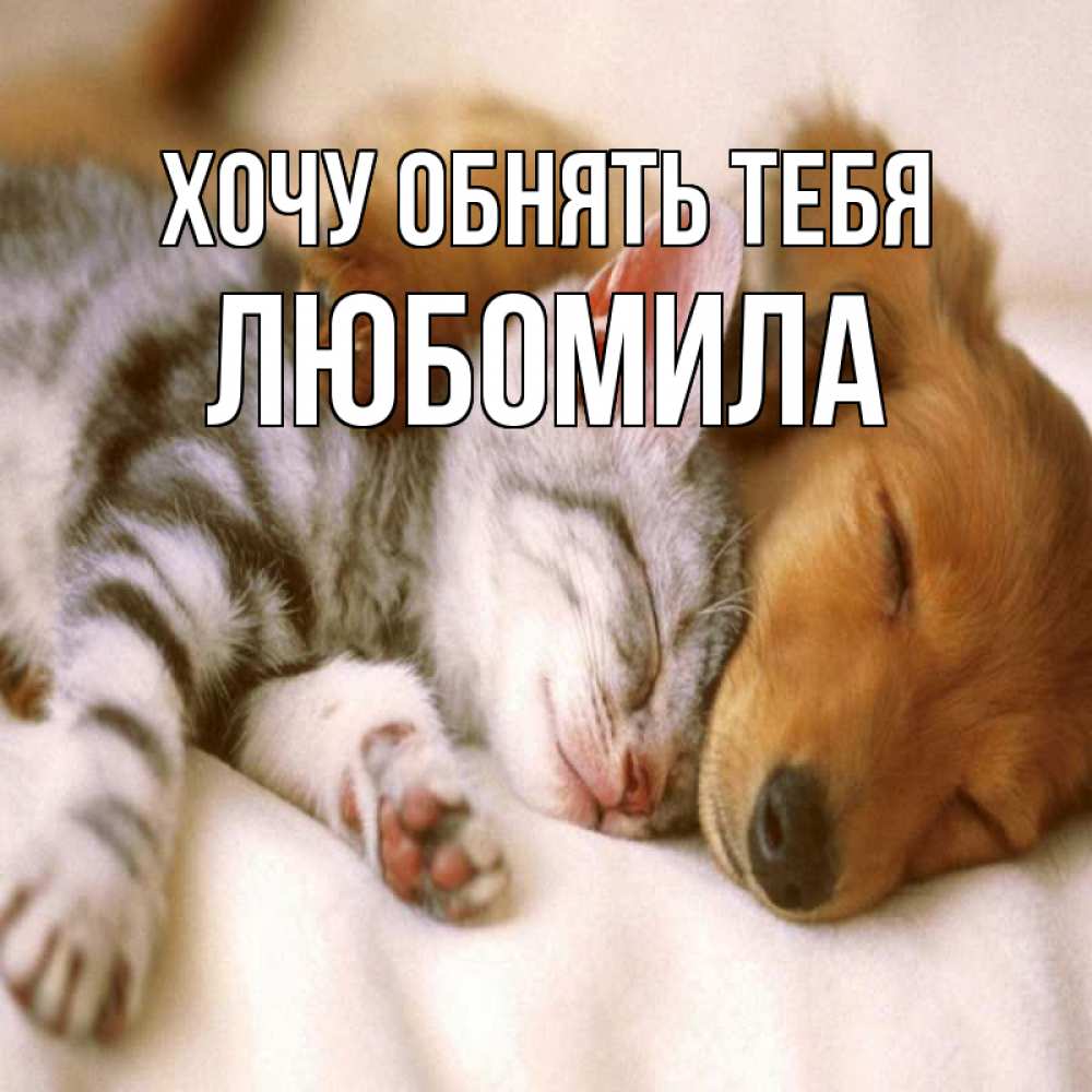 Открытка на каждый день с именем, Любомила Хочу обнять тебя пес и котенок Прикольная открытка с пожеланием онлайн скачать бесплатно 