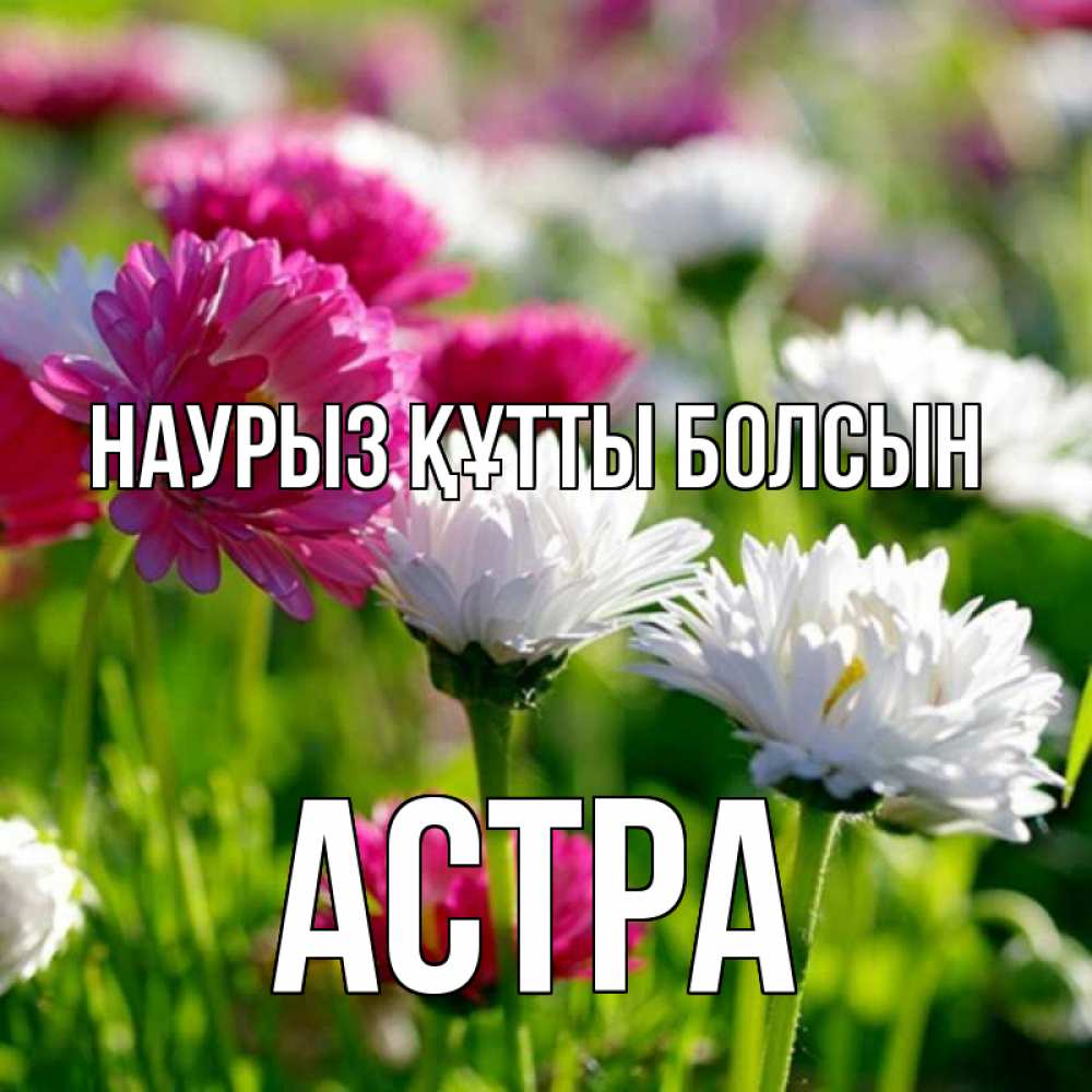 Открытка на каждый день с именем, Астра Наурыз құтты болсын наурыз Прикольная открытка с пожеланием онлайн скачать бесплатно 