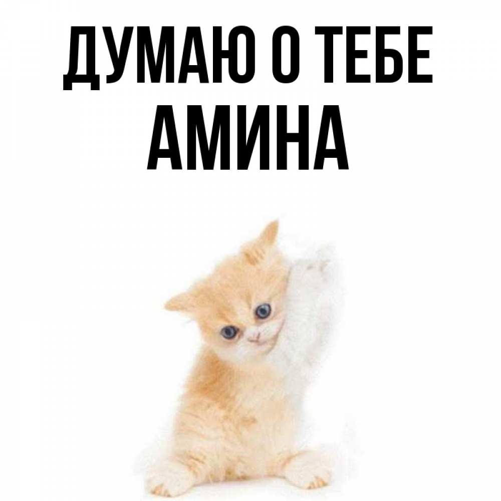 Открытка на каждый день с именем, Амина Думаю о тебе зверушки и милота Прикольная открытка с пожеланием онлайн скачать бесплатно 