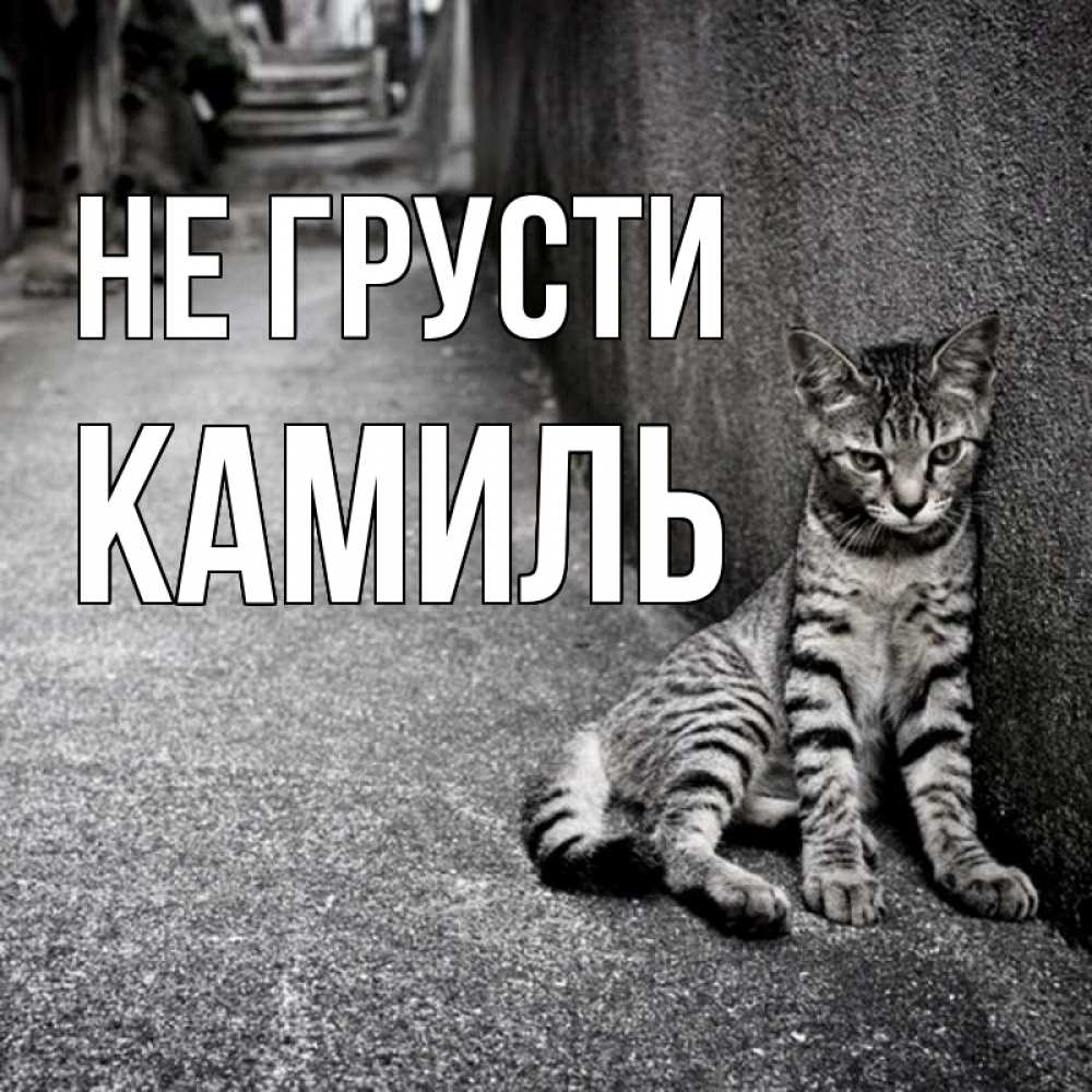 Открытка на каждый день с именем, Камиль Не грусти скучающий котик Прикольная открытка с пожеланием онлайн скачать бесплатно 