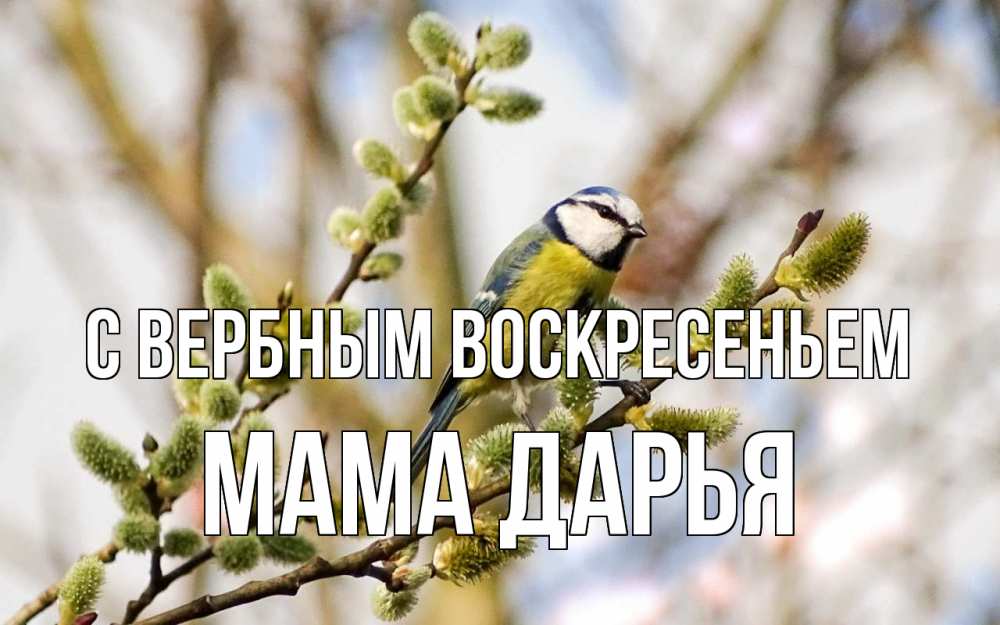 Открытка на каждый день с именем, Мама-Дарья С вербным воскресеньем верба Прикольная открытка с пожеланием онлайн скачать бесплатно 