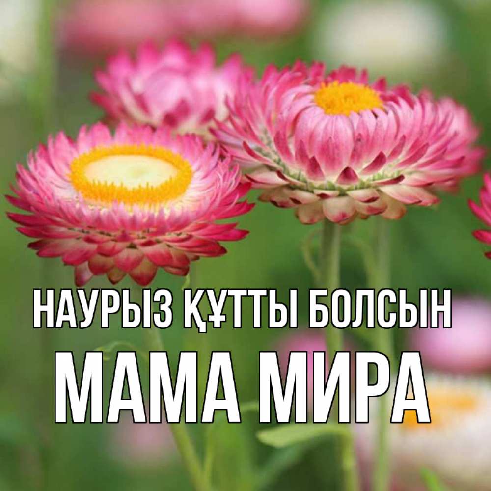 Открытка на каждый день с именем, Мама-Мира Наурыз құтты болсын подарок на международный женский день Прикольная открытка с пожеланием онлайн скачать бесплатно 