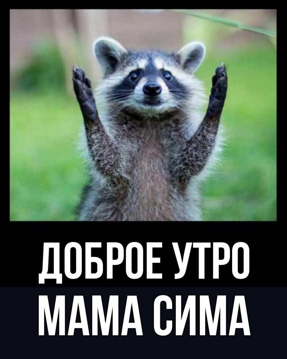Открытка на каждый день с именем, Мама-Сима Доброе утро хорошее настроение утречком Прикольная открытка с пожеланием онлайн скачать бесплатно 