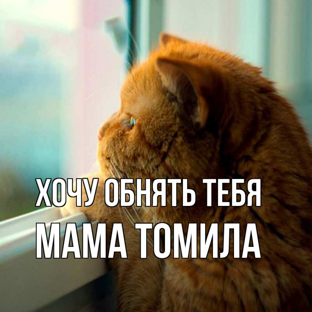 Открытка на каждый день с именем, Мама-Томила Хочу обнять тебя большой огромный рыжий котяра Прикольная открытка с пожеланием онлайн скачать бесплатно 